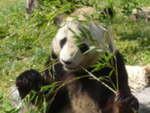 panda.png